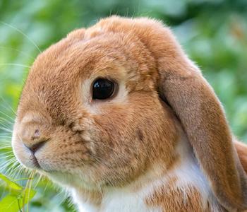 Chambre d'hôtes Strasbourg
