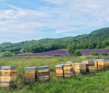 Apiculture Lapeyrouse-Mornay