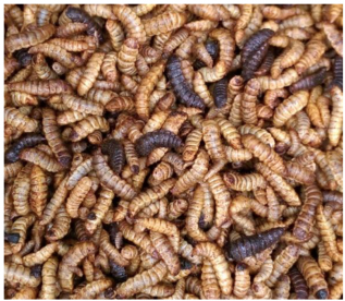 Création d'une ferme de recyclage à l’aide d’insectes, cherche ses associé(e)s. image 0